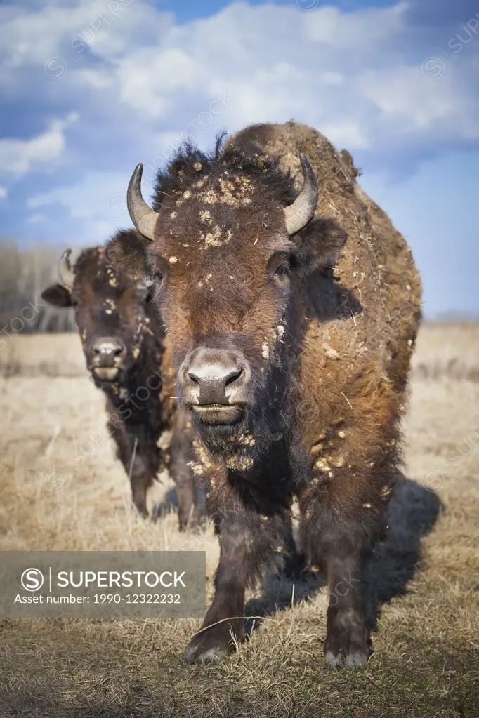 Plains Bison (Bison bison bison), on prairie grass, Manitoba, Canada
