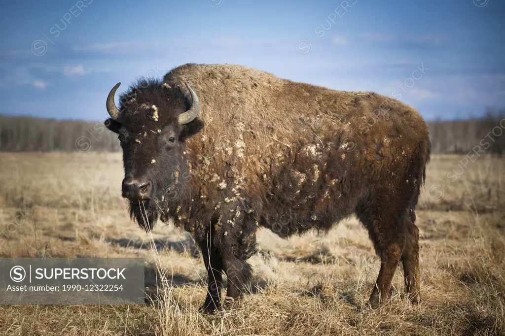Plains Bison (Bison bison bison), on prairie grass, Manitoba, Canada