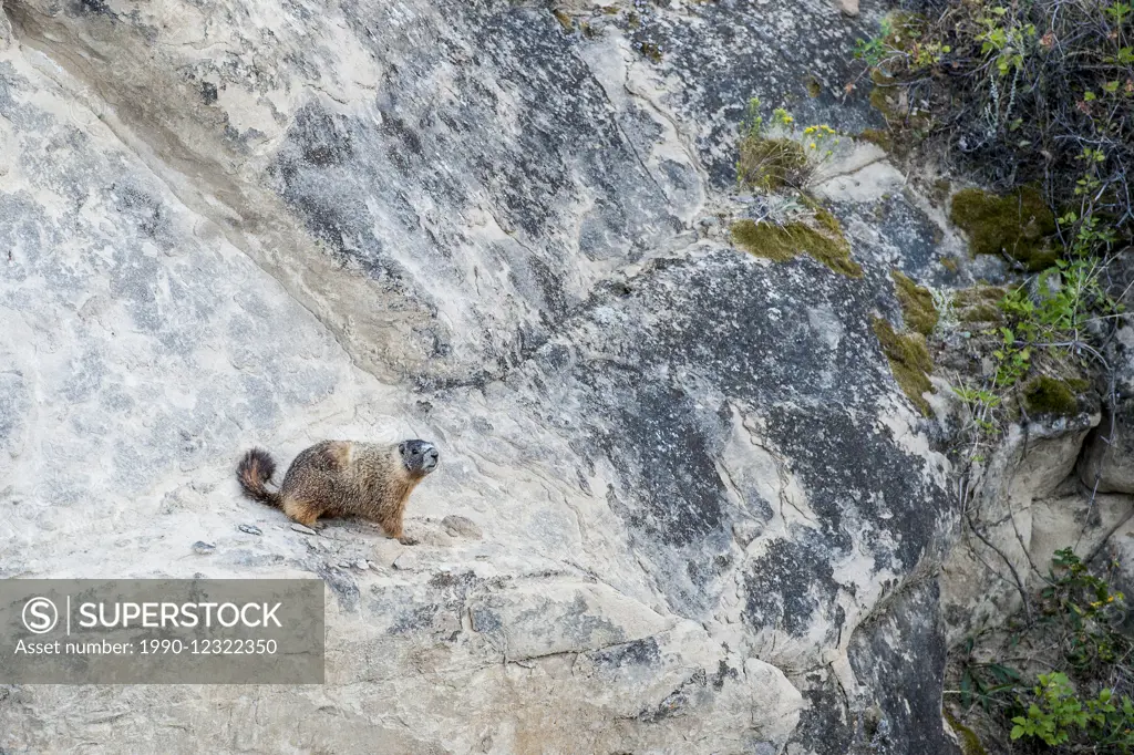 Yellow-Bellied Marmot (Marmota flaviventris)