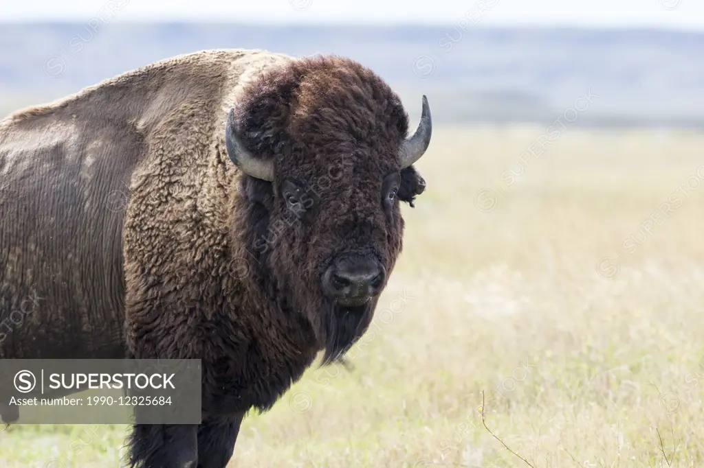 Plains bison (Bison bison bison), bull, Grasslands National Park, Saskatchewan.