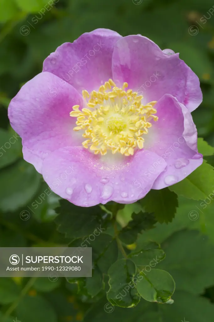 Wild Rose or the Prickly Rose, Rosa acicularis, British Columbia, Canada