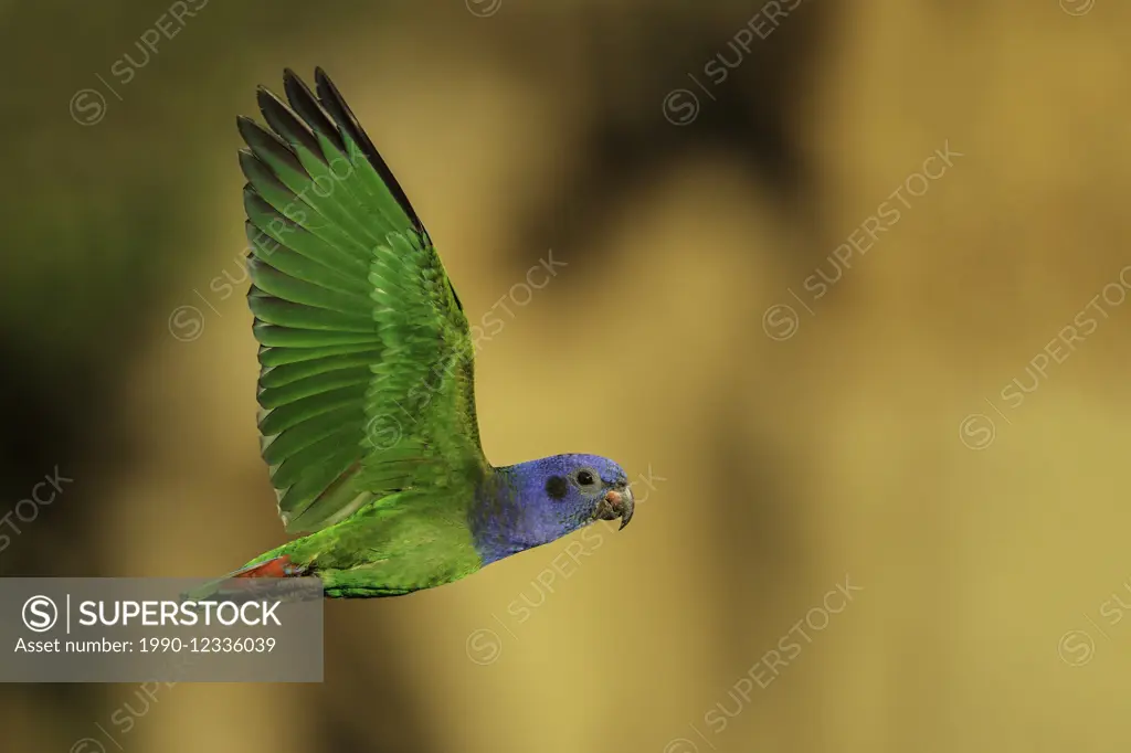 Blue-headed Parrot (Pionus menstruus) flying in Manu National Park, Peru.