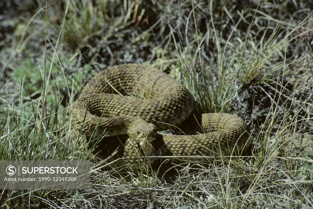 Prairie Rattlesnake (Crotalus viridis) Adult (Western & Plains Rattlesnake) is equipped with powerful venom to kill prey quickly. If threatened, will ...