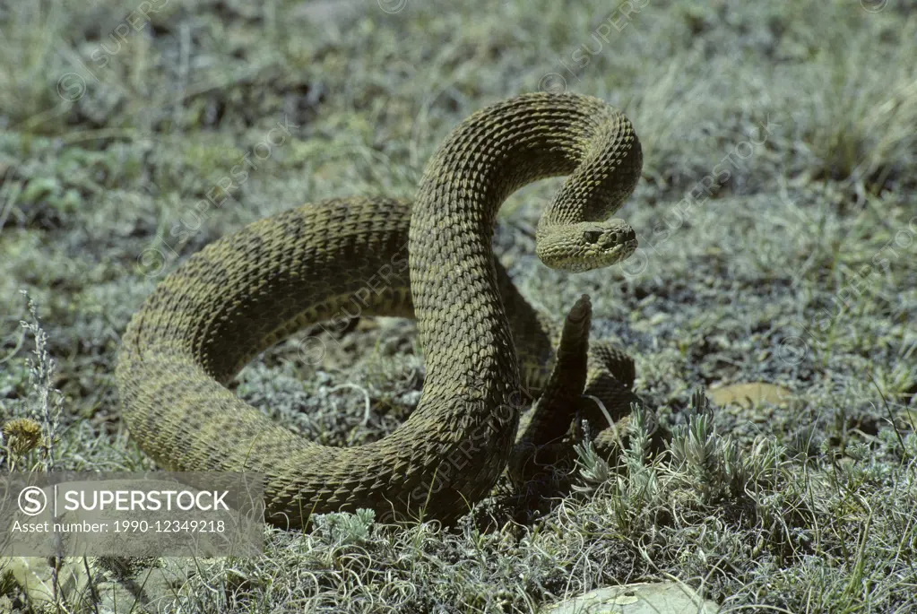 Prairie Rattlesnake (Crotalus viridis) Adult (Western & Plains Rattlesnake) is equipped with powerful venom to kill prey quickly. If threatened, will ...