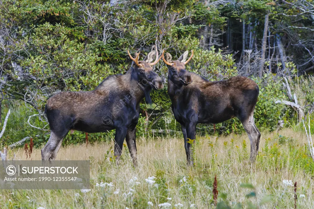 Bull moose (Alces alces) in autumn. Gros Morne National Park, Newfoundland. Canada.