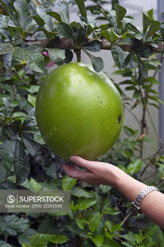 Hand touching alabazo fruit (Crescentia cujete)
