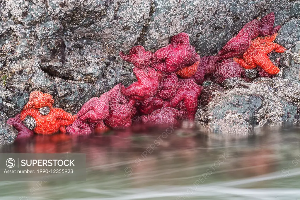 Colourful starfish cling to the rocks as the tides comes in nce again, Tofino, British Columbia, Canada.