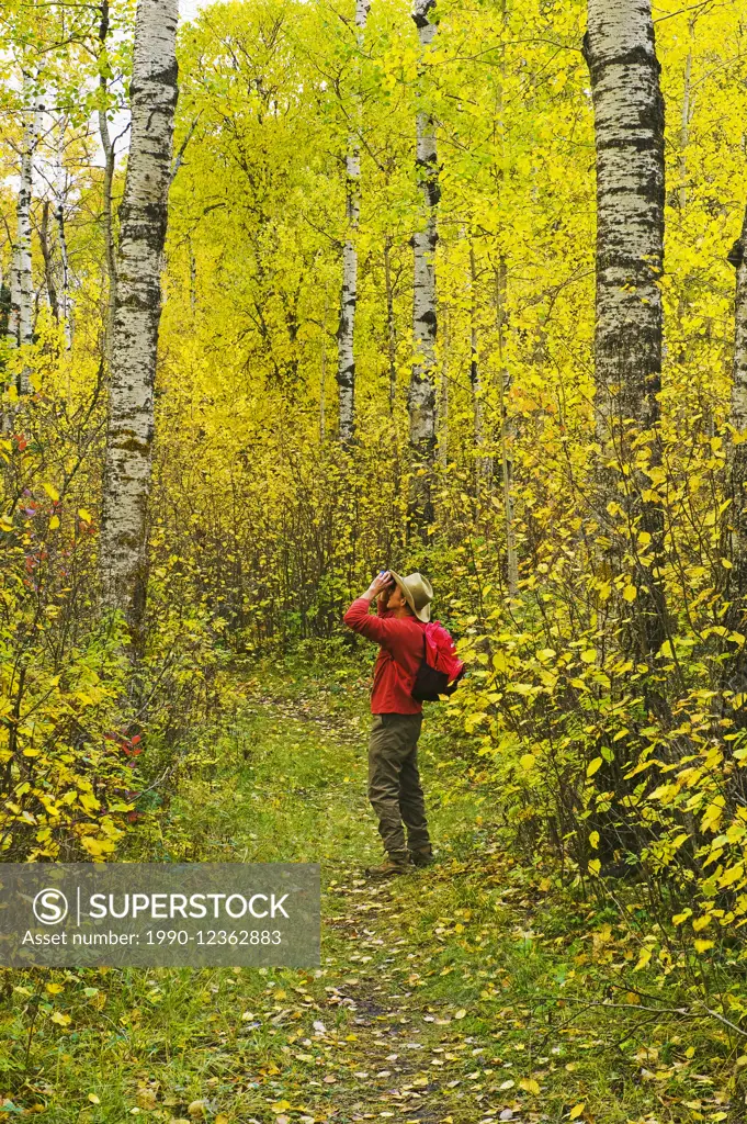 hiker bird watching on trail in deciduous forest, Riding Mountain National Park, Manitoba, Canada