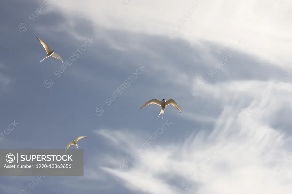 Terns in Iceland