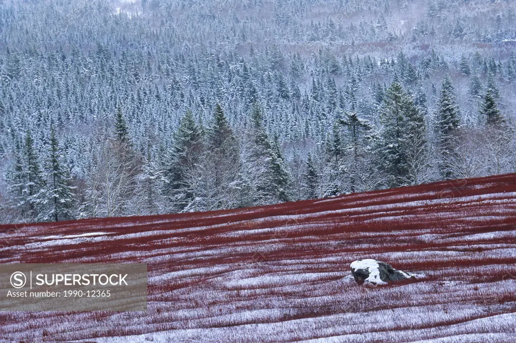 Snow covered Blueberry Field, Wentworth Valley, Nova Scotia, Canada