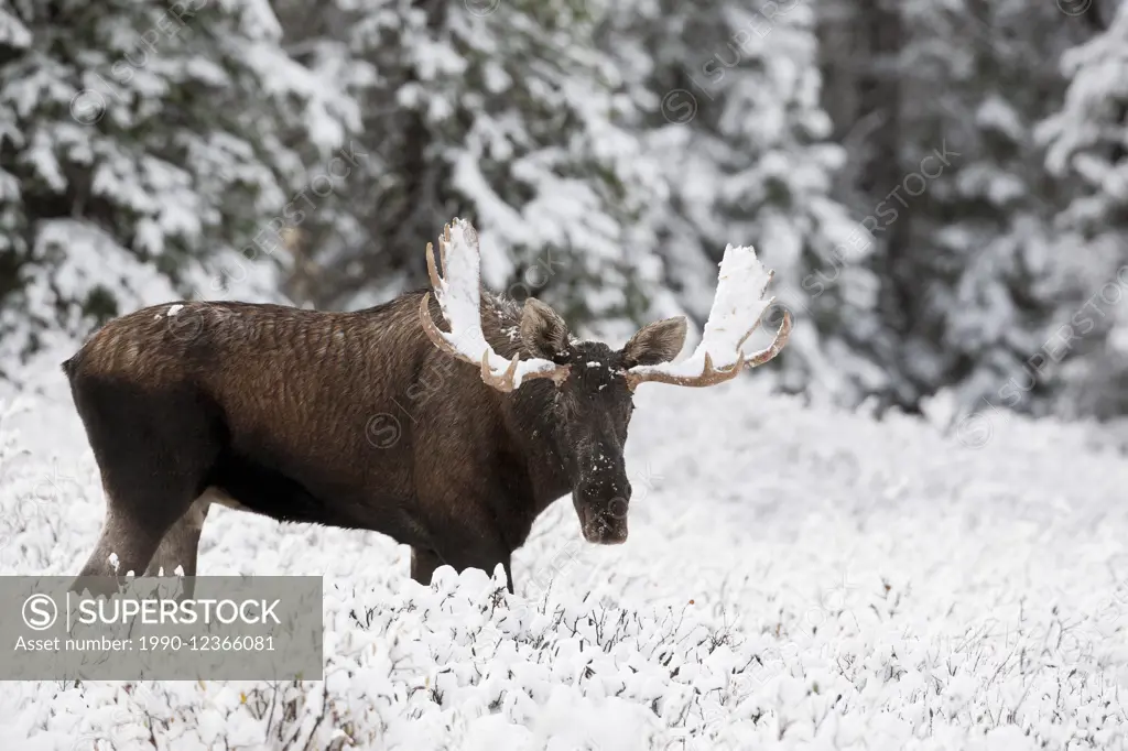 Big bull moose, , alces alces in fresh snow, Alberta, Canada