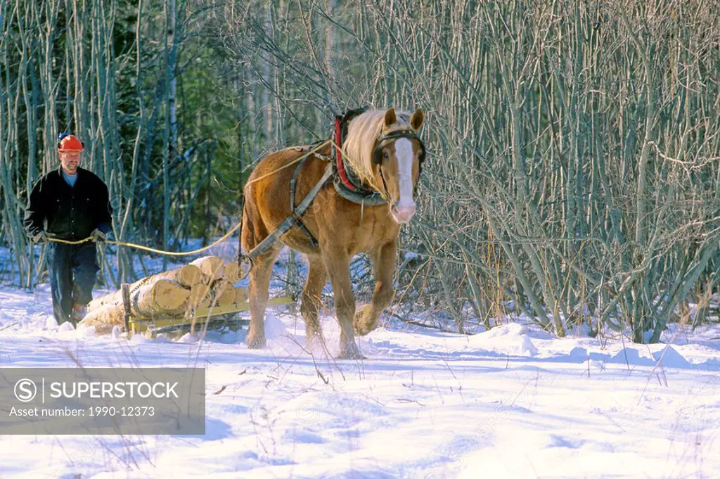 Logging forest in Winter with horse, Amherst, Nova Scotia, Canada