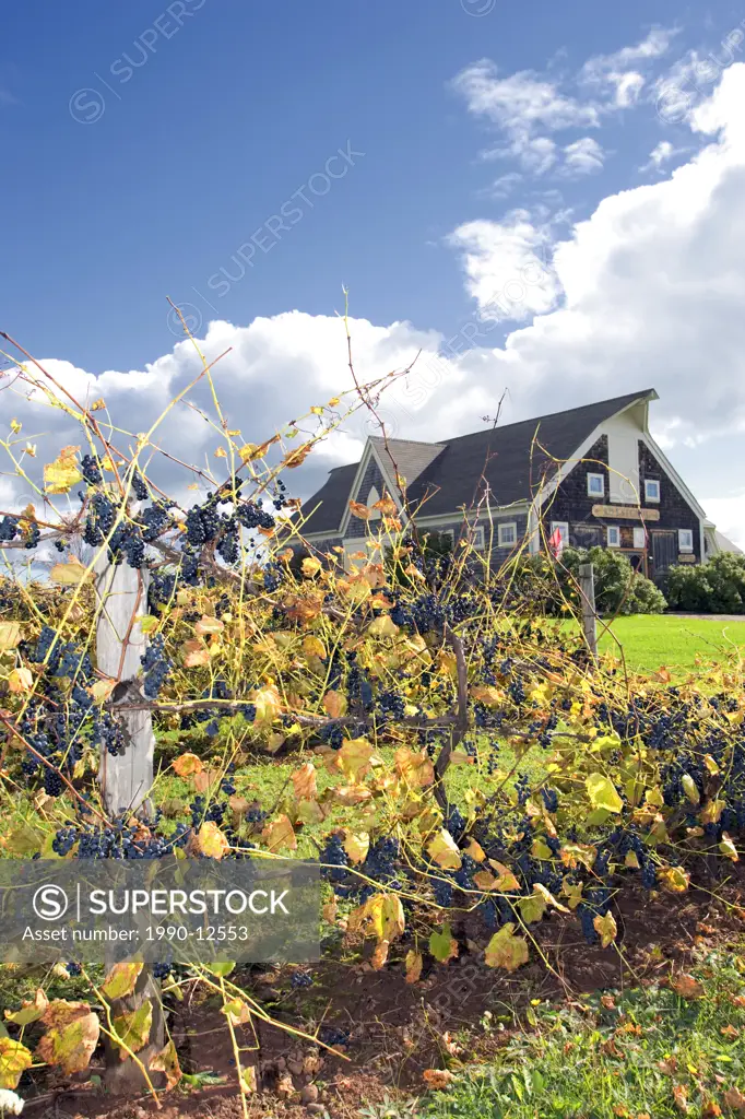 Grapes, Vine, The Rossignol Estate Winery, Little Sands, The Rossignol Estate Winery, Liquor, agriculture