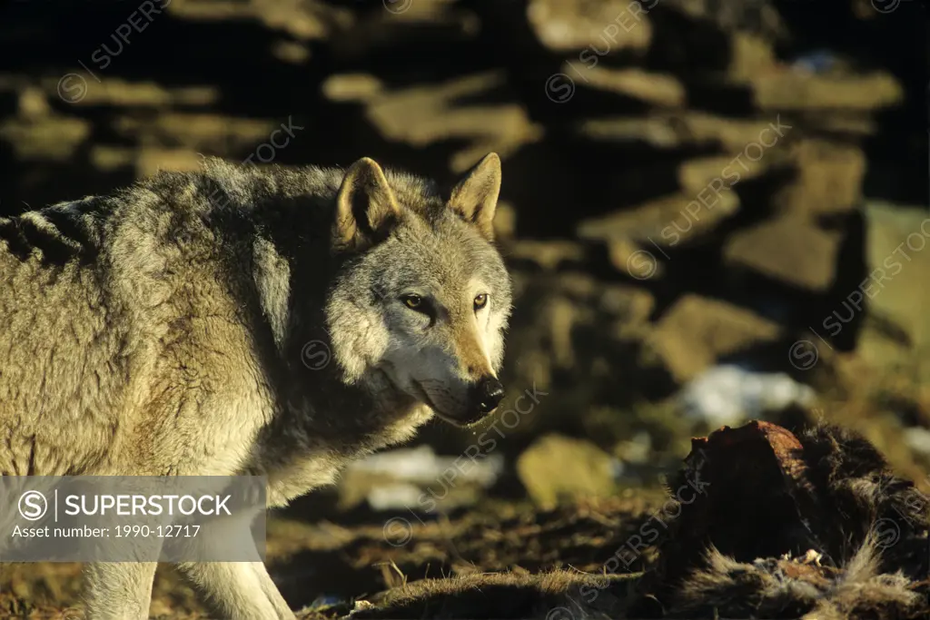 Canis lupis, Grey Wolf, Timber Wolf
