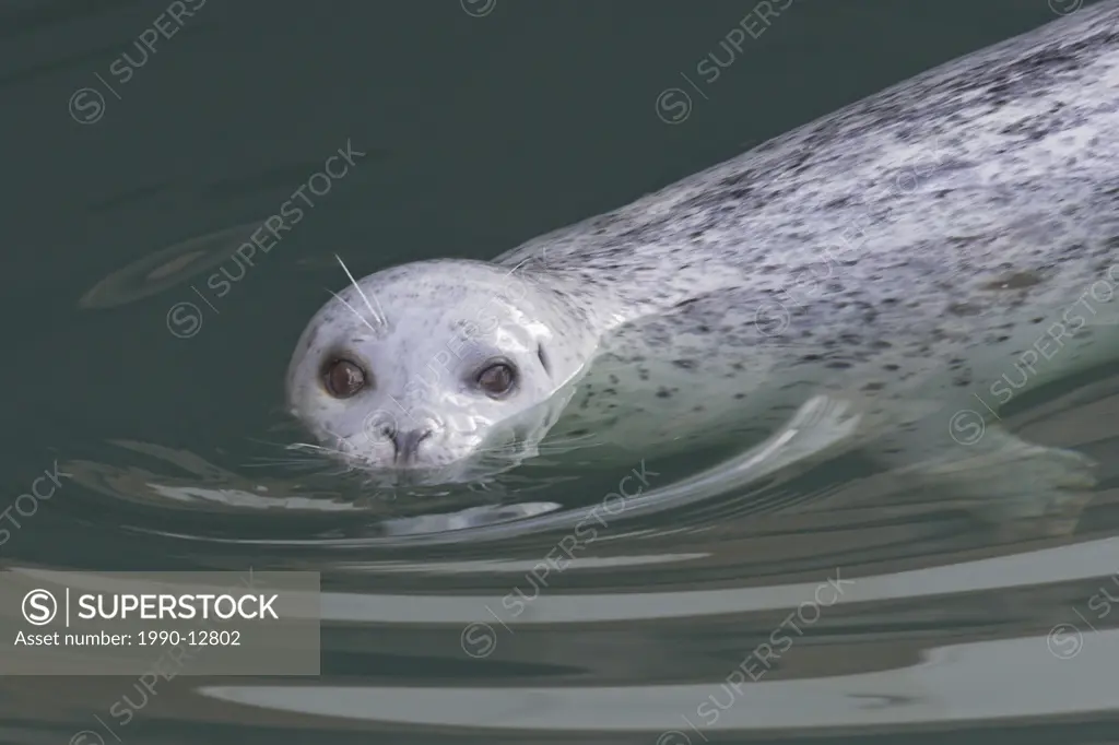 A Harbour Seal Phoca vitulina in Victoria, British Columbia, Canada.