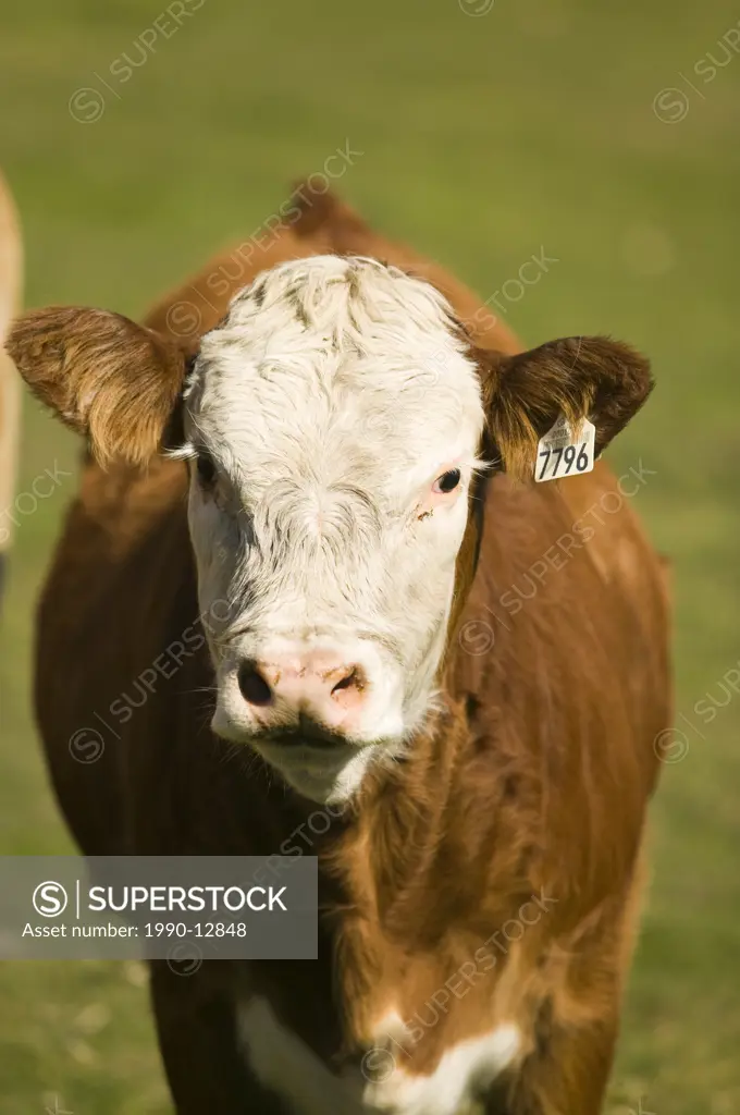 cow grazing, Malbaie, Quebec, Canada