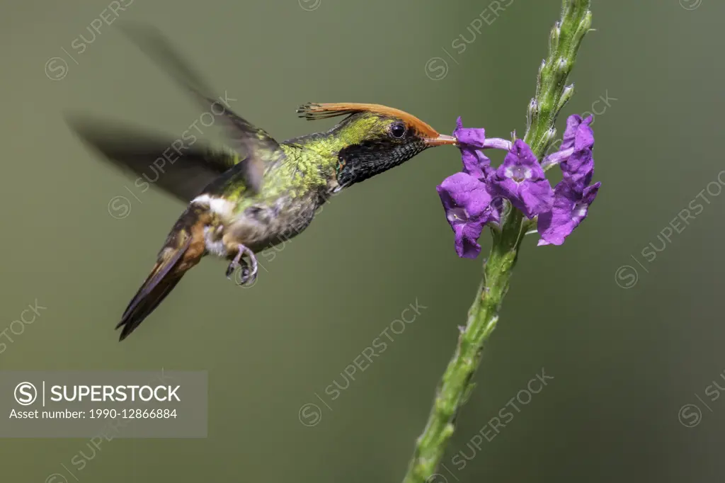 Rufous-crested Coquette (Lophornis delattrei) flying while feeding at a flower in Manu National Park, Peru.