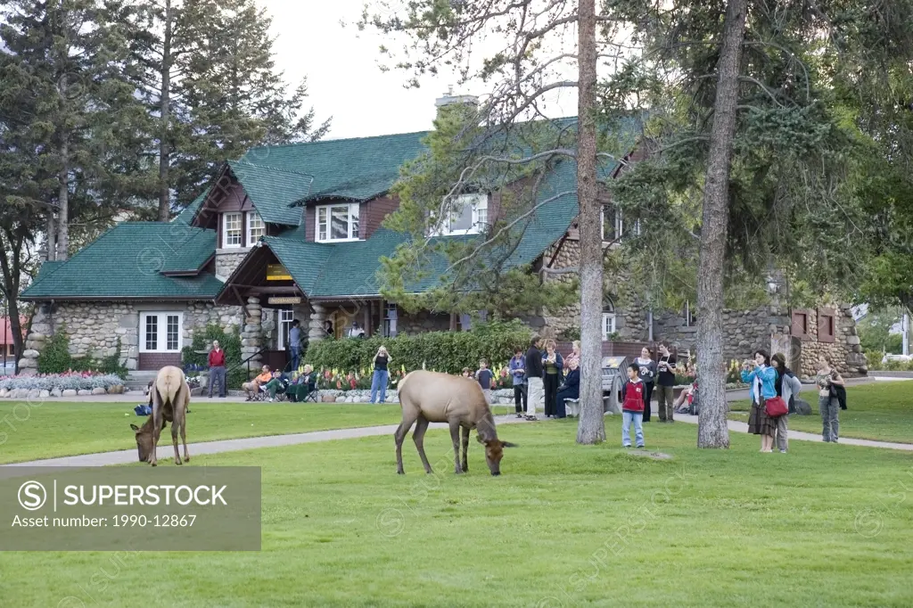 Tourists looking at elks feeding on grass at Jasper information center in Jasper National Park Alberta Canada