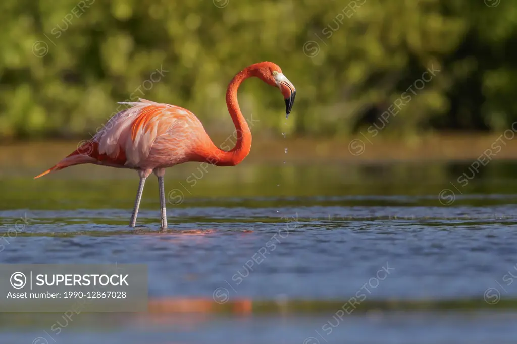 American flamingo (Phoenicopterus ruber) feeding in a lagoon in Cuba.