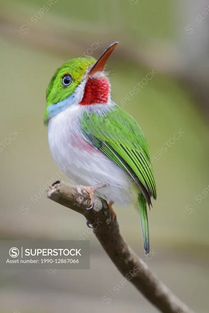 Cuban Tody (Todus multicolor) perched on a branch in Cuba.