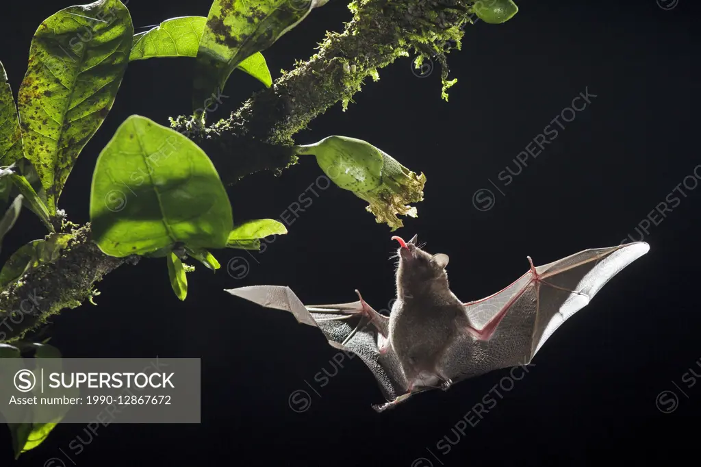 Long-tongued Bat, Choeronycteris mexicana feeding at night in Costa Rica