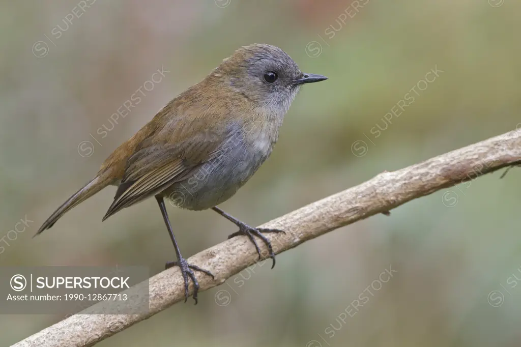 Black-billed Nightingale Thrush (Catharus gracilirostris) perched on a branch in Costa Rica.