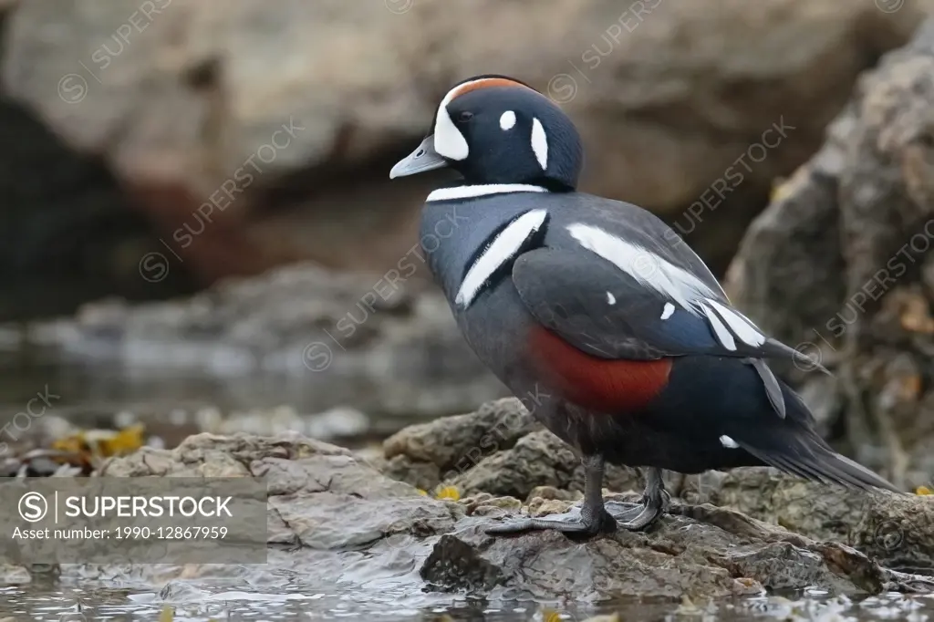 Harlequin Duck , Histrionicus histrionicus perched in shoreline