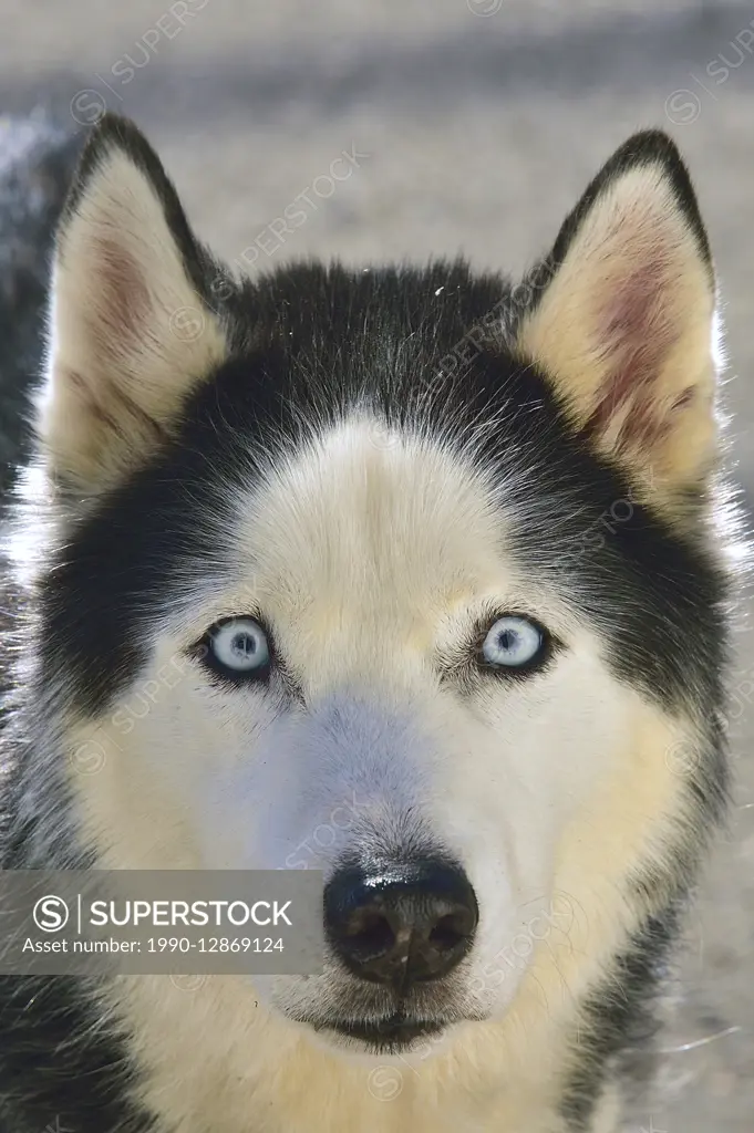 A close up portrait of a blue eyed husky dog