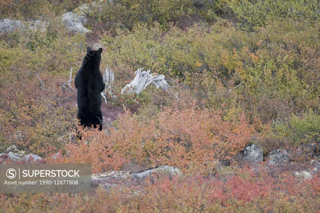 Black bear, Ursus americanus, In the tundra, Nunavik, Quebec, Canada