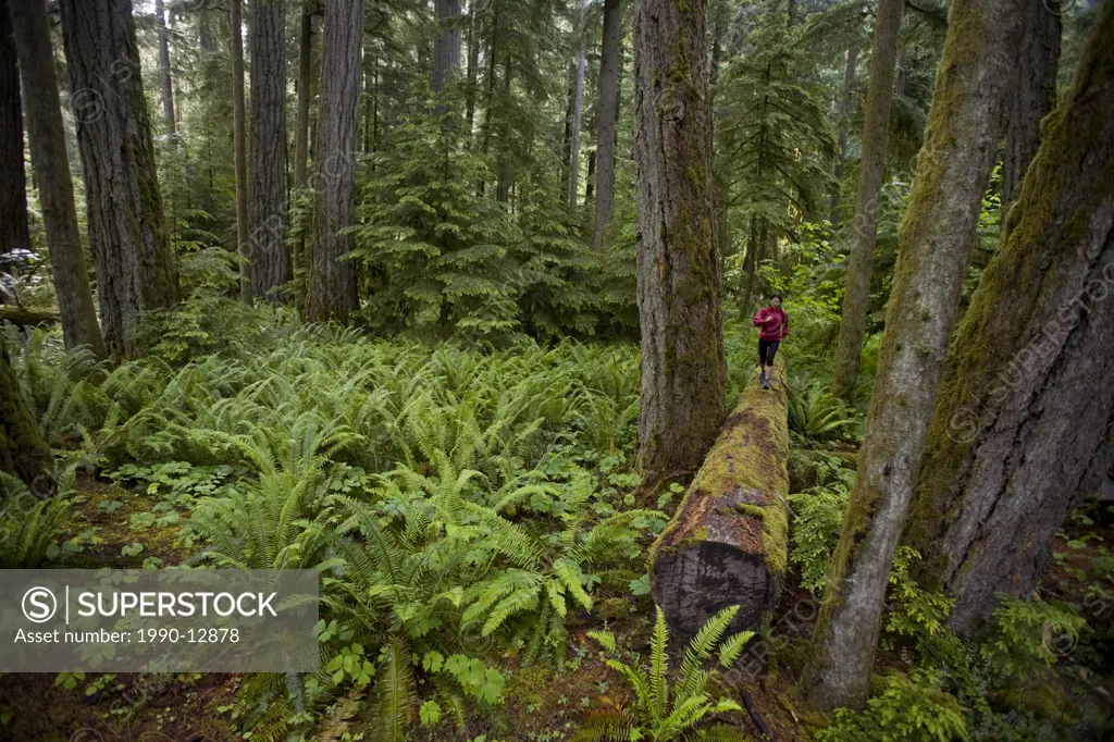 A young female trail running amongst giant cedars in Cathedral Grove Provincial Park, Vancouver Island, British Columbia, Canada