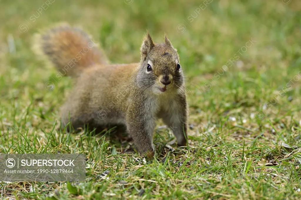An image of a red squirrel, Tamiasciurus hudsonicus, on green grass in Alberta Canada.