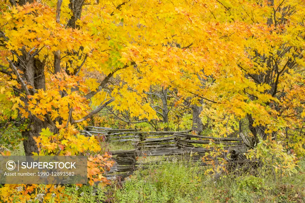Split cedar rail fence, autumn maples, Manitoulin Island, Ontario, Canada