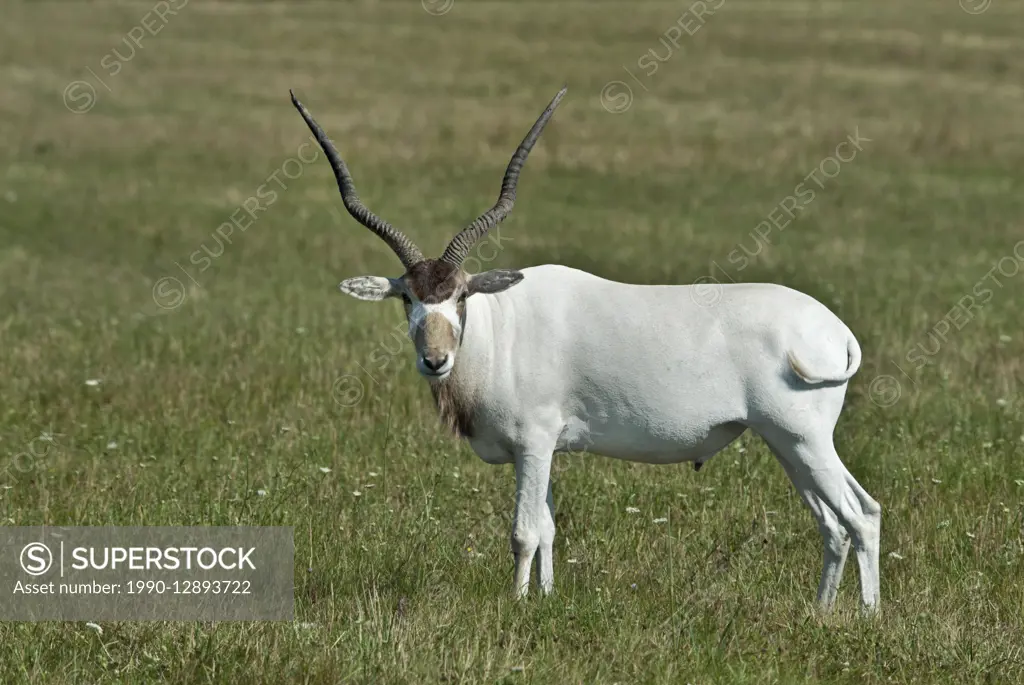Addax (Addax nasomaculatus) - captive specimen. The Addax is also known as White Antelope or Screwhorn Antelope. It is a critically endangered species...