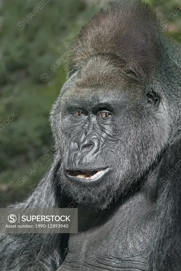 Gorilla (Gorilla gorilla) - captive