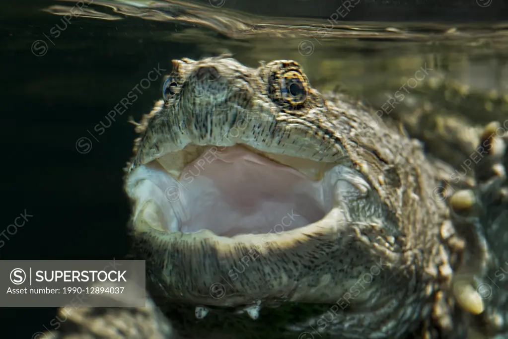 Common Snapping Turtle (Chelydra serpentina) beneath the water with mouth agape.