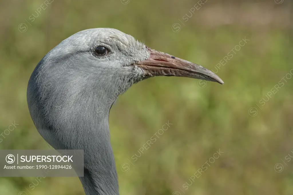 Blue Crane (Anthropoides paradiseus) - captive