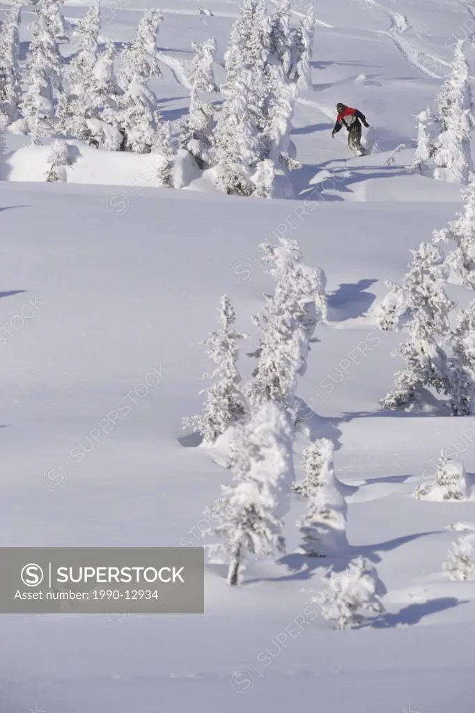 A snowboarder making a fresh line in the glades in the backcountry in Smithers, British Columbia.
