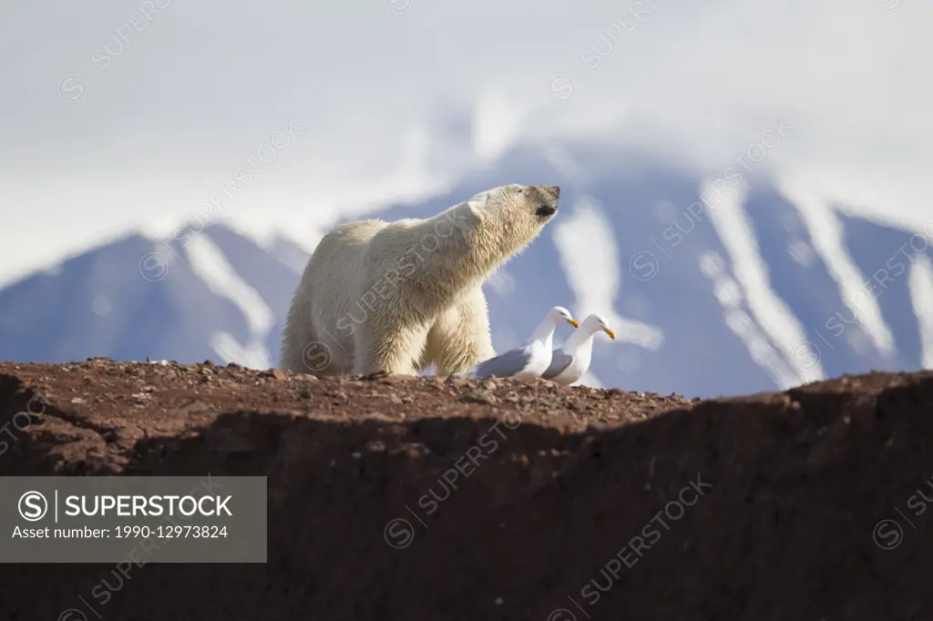 Polar bear, Ursus maritimus, On the beach, Svalbard, Norway