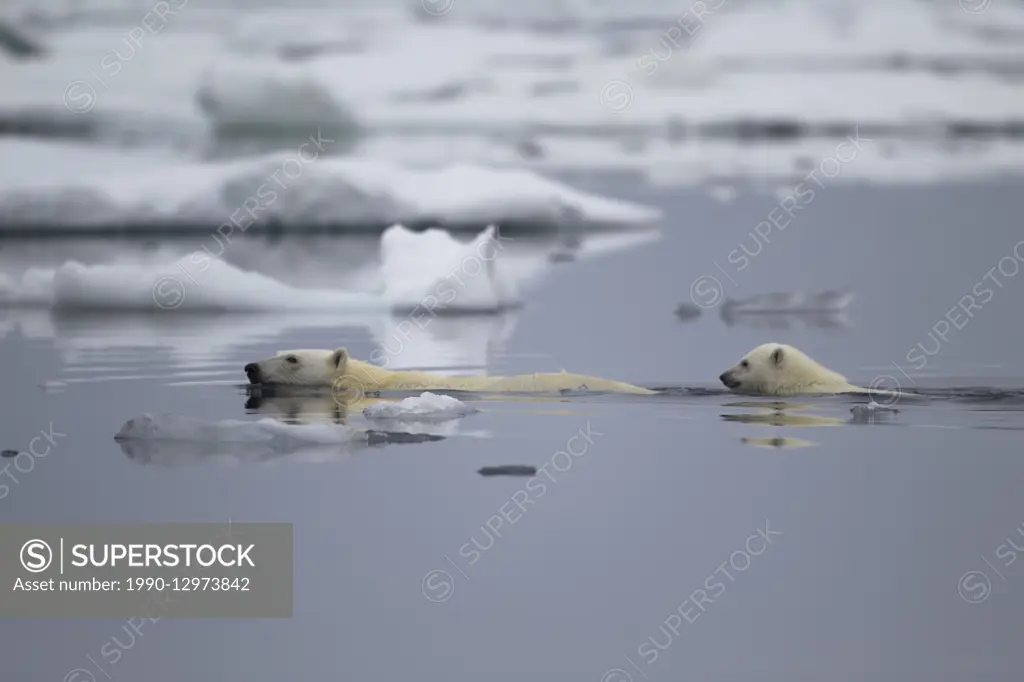Polar bear, Ursus maritimus, Sea ice, Svalbard, Norway
