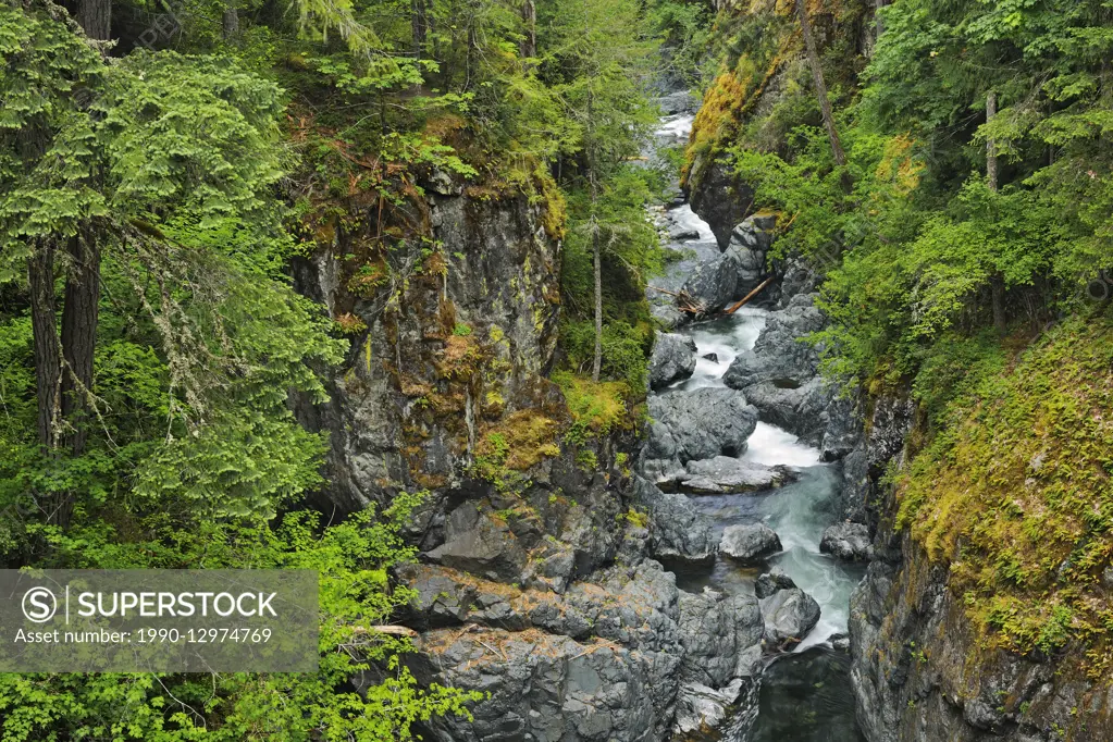 Quiet pool in the Englishman River , Englishman River Falls Provincial Park British Columbia Canada