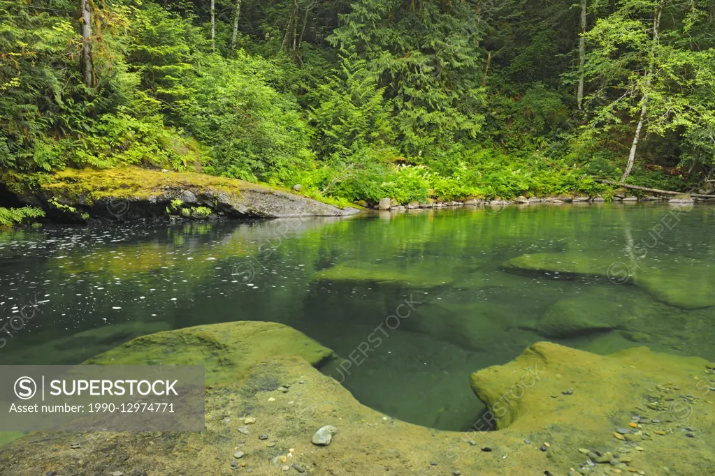 Quiet pool in the Englishman River , Englishman River Falls Provincial Park British Columbia Canada