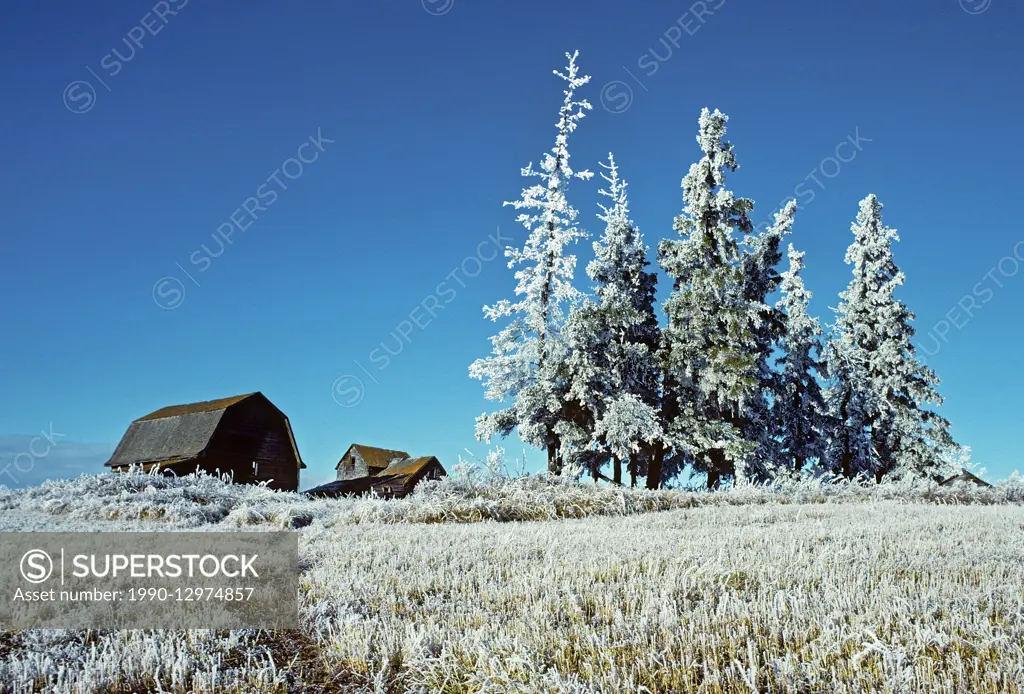 Homestead and trees covered in hoarfrost Stony Plain Alberta Canada