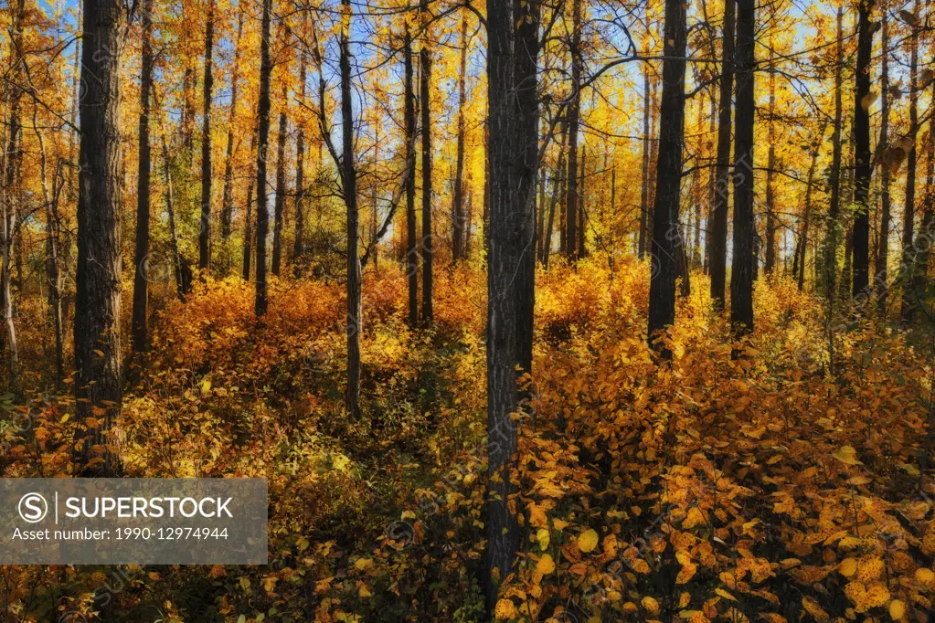 Aspen forest in autumn color Elk Island National Park Alberta Canada