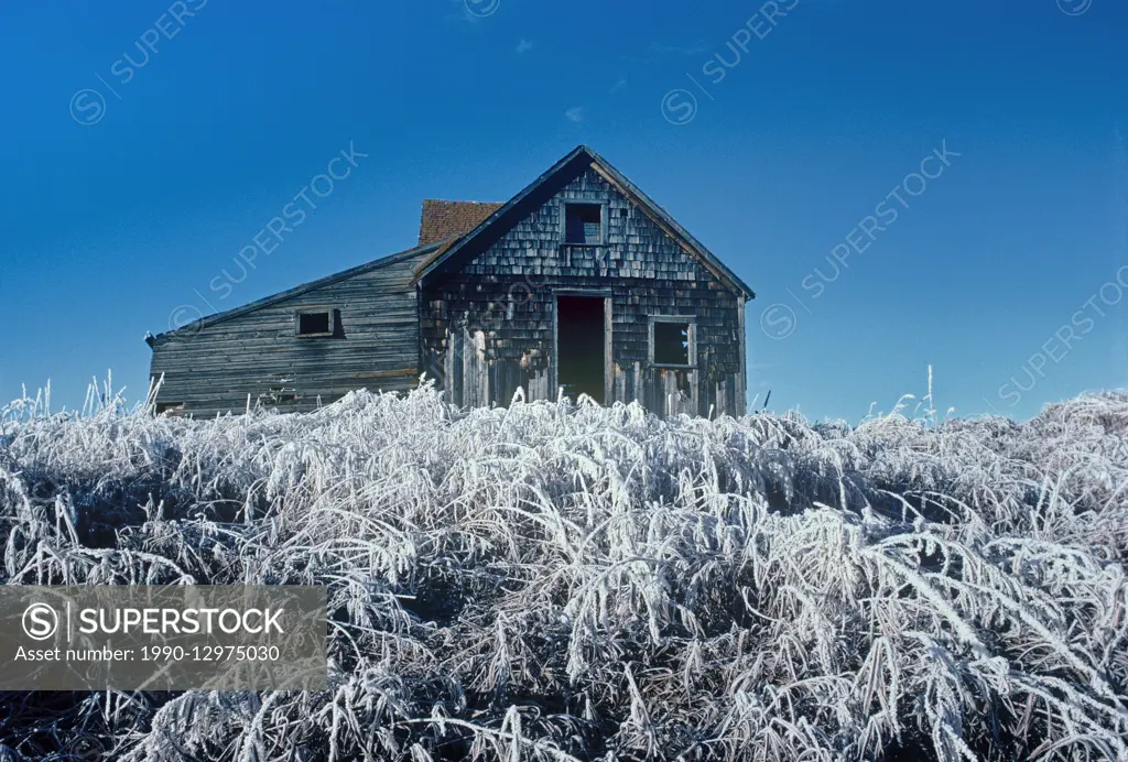 Homestead and tall grass covered in ice Stony Plain Alberta Canada