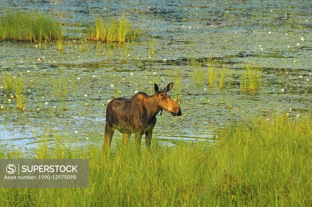 Moose (Alces alces) in wetland Algonquin Provincial Park Ontario Canada