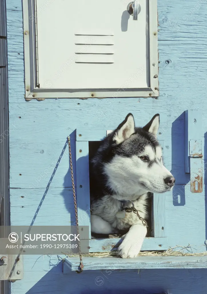 Siberian Husky (Canis lupus familiaris) looking out from it's house, Central Ontario, Canada