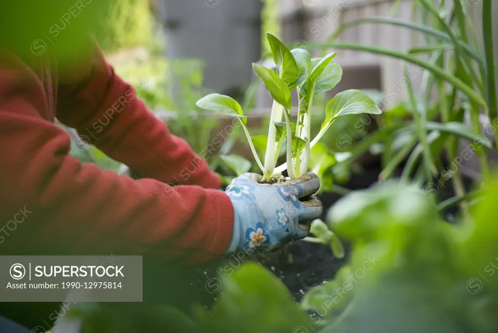 Woman plants vegetables in her home garden. Vancouver, British Columbia, Canada