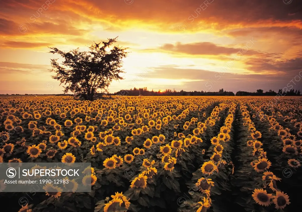 sunflower field near Oakbank, Manitoba, Canada