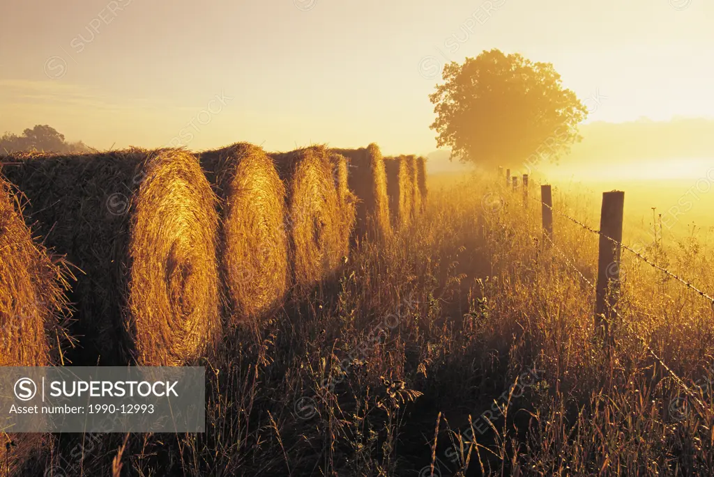 misty morning, farmland and wheat straw rolls, near St. Adolphe, Manitoba, Canada