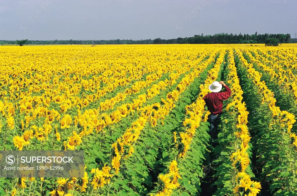 a farmer looks out over his blooming sunflower field, near Oakbank, Manitoba, Canada